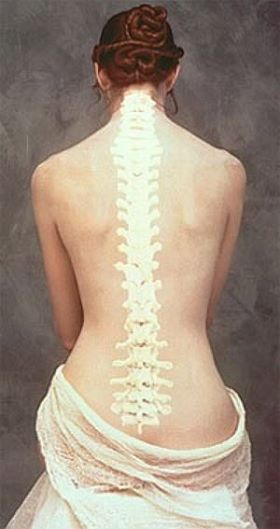 columna vertebral-