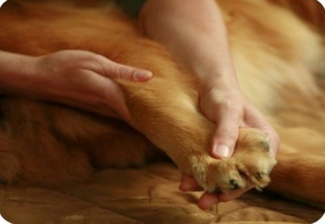 Feldenkrais para perros.